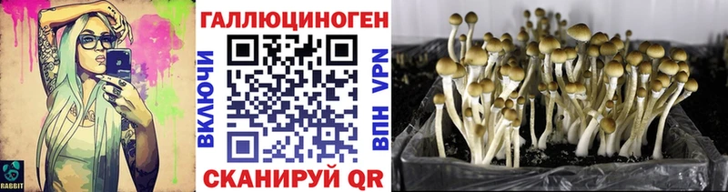OMG tor  Сольцы  Галлюциногенные грибы ЛСД 
